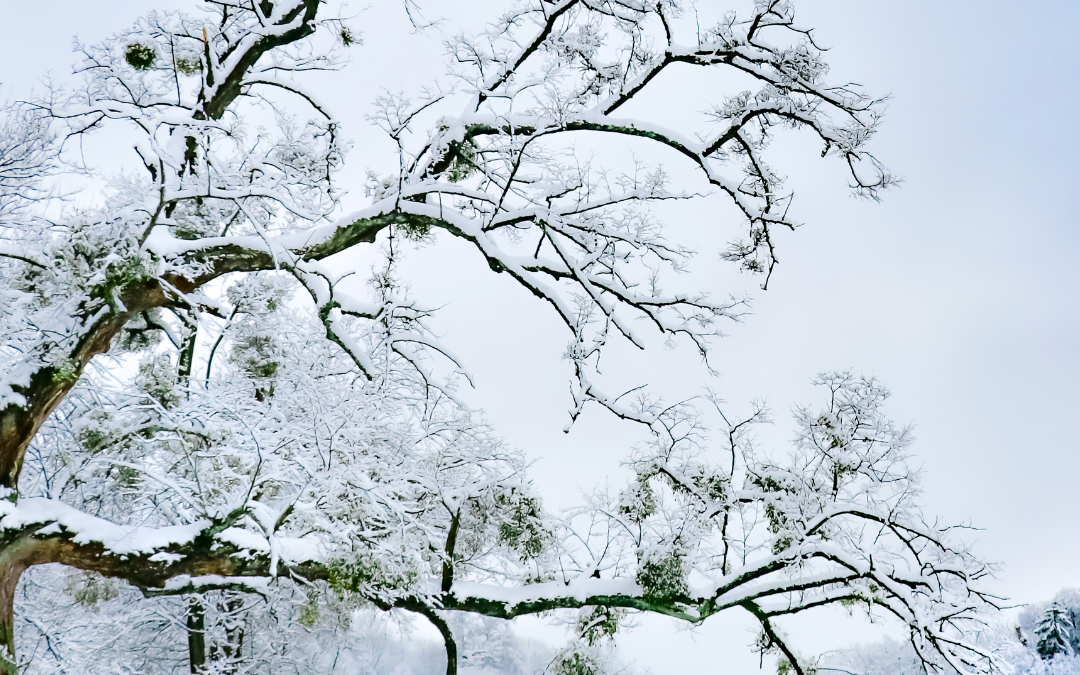 
Thrive, Don’t Just Survive: Tips for Holiday Harmony

The holiday season is full of joy and celebration—but it can also bring stress and overwhelm. With endless commitments, travel plans, and packed schedules, it’s easy to feel like you’re just getting by. Instead of simply surviving the holidays, let’s focus on thriving. With simple tips inspired by Ayurveda, you can embrace the season with balance and harmony.
Why Strive for Harmony?

The holidays often pull us in many directions, leading to exhaustion, stress, and even burnout. Slowing down and focusing on intentional practices allows you to reconnect with what truly matters—your health, well-being, and moments of joy with loved ones.
Tips to Thrive This Holiday Season

    Ground Yourself with Daily Rituals
    Establish a morning or evening routine to create a sense of calm amidst the holiday hustle. This might include a cup of herbal tea, journaling, or a few moments of mindful breathing.
    Move with Intention
    Gentle stretching or restorative movement can help release tension and keep your body balanced. Simple poses like Child’s Pose or Legs-Up-the-Wall are great for relaxation after a busy day.
    Nourish Your Body
    Choose warm, unctious, seasonal foods like soups, stews, and roasted vegetables with olive oil to support digestion and energy. Add spices like cinnamon and ginger to keep your body cozy and healthy. Some food ideas HERE
    Prioritize Rest
    Quality sleep is vital for staying resilient during the holidays. If your mind is racing at bedtime, try a guided relaxation practice or meditation to unwind. Try a yoga nidra(guided meditation) to reset the nervous system. Click HERE. Want to learn more about how to achieve quality sleep? The Soul-Full Slumber Mastery Course is on sale HERE.
    Breathe Through Stress
    When the holiday rush feels overwhelming, pause and take a few deep breaths. Simple breathwork techniques, like counting to four on each inhale and exhale, can instantly calm your nervous system. Increase the exhale every 2 repetitions by 1.

Celebrate with Intention

This holiday season, remember: You deserve to thrive, not just survive. By weaving small, mindful practices into your day, you can create a sense of harmony and joy.

Looking for more ways to stay balanced this season? Explore my gentle yoga classes,  personalized lifestyle and nutrition coaching, or Soul-Full Slumber Mastery Course to support your mind and body during the holidays.

Let’s make this a holiday season filled with peace, presence, and harmony!
