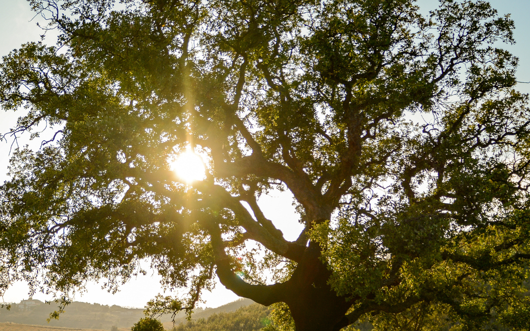 Yoga is not just a physical exercise; it is a profound and elegant system that encompasses physical, mental, and spiritual well-being. At the heart of yoga philosophy lies the concept of the Eight Limbs, a comprehensive guide to living a balanced and purposeful life. In this blog, we will touch into each of yoga’s 8 limbs, exploring how they contribute to a holistic approach to self-discovery and personal growth.
1.Yama (Ethical Standards):

Yama, the foundational limb of yoga, emphasizes ethical living through principles like non-violence, truthfulness, non-stealing, moderation, and non-possessiveness. By practicing these values, we create harmonious relationships with ourselves and the world.
2. Niyama (Self-Discipline):

Niyama focuses on self-discipline and spiritual observances, including cleanliness, contentment, self-discipline, self-study, and surrender to a higher power. This practice fosters inner strength and promotes a positive, disciplined lifestyle.
3. Asana (Physical Postures):

Asana involves practicing physical postures to build strength, flexibility, and balance. These postures also serve as a gateway to mindfulness and meditation, connecting the body, mind, and spirit.
4. Pranayama (Breath Control):

Pranayama centers on controlling the breath to harness life force energy. Through various techniques, practitioners regulate and enhance the flow of prana (energy), bridging the physical and subtle aspects of yoga while promoting mental clarity and emotional well-being.
5. Pratyahara (Withdrawal of the Senses):

Pratyahara is about turning inward by withdrawing from external distractions. This practice cultivates mindfulness and concentration, preparing the mind for meditation and self-reflection.
6. Dharana (Concentration):

Dharana involves focused concentration, training the mind to concentrate on a single point or object. This discipline enhances meditation and prepares the mind for deeper meditative states.
7. Dhyana (Meditation):

Dhyana is the continuous flow of concentration, leading to meditation. In this state, practitioners experience profound inner peace and connection, fostering mindfulness, reducing stress, and enhancing mental well-being.
8. Samadhi (Union with the Divine):

Samadhi is the ultimate goal of yoga, representing union with the divine or ultimate reality. This state transcends the ego and brings a deep sense of oneness with the universe, embodying bliss, joy, and enlightenment.
Conclusion:

The Eight Limbs of Yoga offer a roadmap for a purposeful life. Incorporating these practices into daily life can lead to physical health, mental clarity, and spiritual awakening. Whether you’re new to yoga or a seasoned practitioner, these principles guide you toward a balanced, fulfilling life. Join me in class to explore the transformative power of yoga. Feel free to contact me if you would like to learn more about yoga for your health and well-being.
