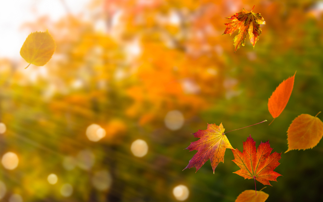 As crisp autumn breezes bring in the Vata season, Ayurveda guides us to maintain harmony amid dynamic changes. Ayurveda links seasons to doshas, and the Vata season, marked by dryness and coolness, can disrupt physical and mental balance. In this post, we'll explore Ayurveda's essence and three effective tips for Autumn balance in mind and body. By balancing vata we create health and well-being in mind, body, and spirit.

Understanding Vata Season:

Vata, a key dosha, governs movement and creativity. Vata excess leads to dry skin, anxiety, insomnia, and digestive issues. The Vata season, from late fall to early winter, reflects these qualities, demanding lifestyle adaptations for equilibrium. Traditionally, Ayurveda recommends a gentle cleanse twice a year to decrease excess doshas, detoxify tissues and replenish to body and mind. Click HERE for details and to join this replenishing cleanse. (Starts Sept. 2024)

3 Ways to Reduce Vata:
Warm, Nourishing Diet: Opt for warm, nourishing foods like cooked grains, root vegetables, ghee, and spices such as ginger and cinnamon. Warm herbal teas like chamomile or ginger aid digestion and calm the nervous system. Warm, spiced milk is beneficial - add nutmeg to help sleep.
Establish a Grounding Routine: Soothe Vata's erratic nature with a consistent daily routine. Regular wake and sleep times provide stability. Regular meal times improve digestion. Incorporate grounding exercises like yoga and meditation to anchor amidst Vata's swirling energies.
Abhyanga (Self-Massage) with Warming Oils: Use warming oils like sesame or almond for Abhyanga, a self-massage practice. Focus on joints and the soles of the feet to alleviate dryness, promote circulation, and calm the nervous system. Try to leave the oil on for 20 mins. followed by a warm bath or shower. Click this link for a high quality, sustainably sourced oil. &nbsp;&nbsp; Use code: SoulSpark15 for a one-time 15% discount. (Full disclosure, I am an affiliate of Banyan Botanicals and this is the oil I use at this time of year.)

By embracing Ayurveda during the Vata season, we equip ourselves to navigate seasonal shifts gracefully. Nourishing with a warm diet, establishing routines, and incorporating self-care practices harmonize mind and body, aligning with nature's rhythms for genuine well-being. Ayurveda's principles unlock our potential for thriving amid seasonal changes.











