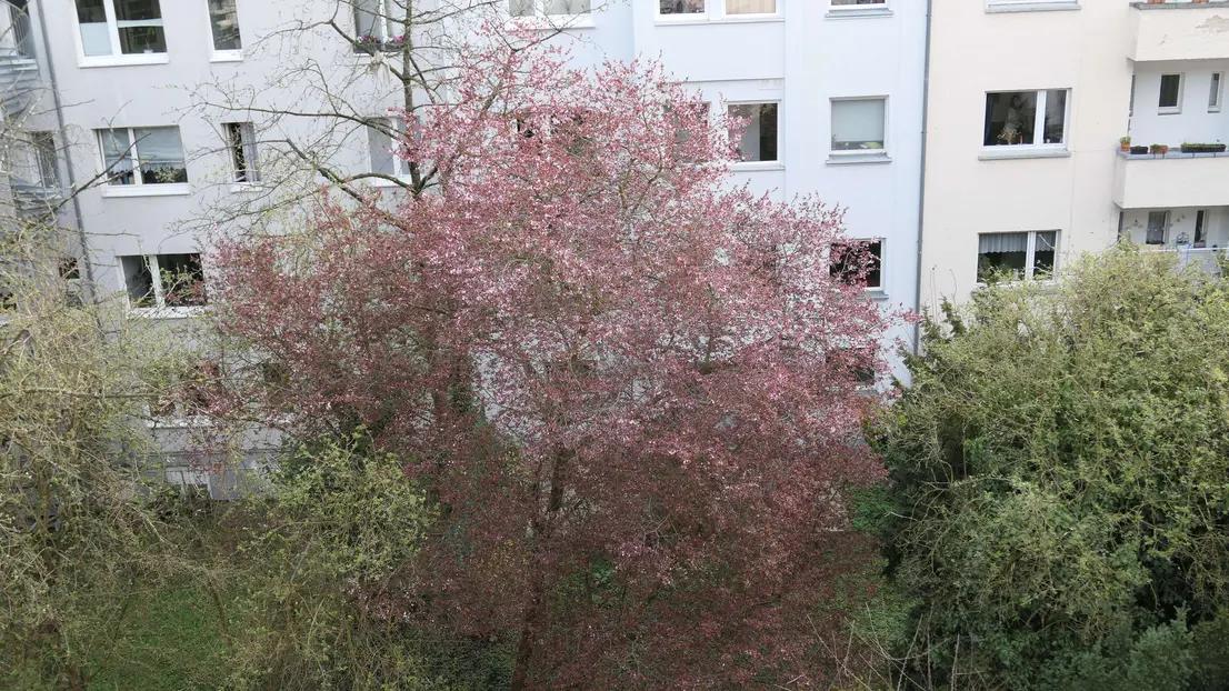 Bild 3: *citynah & parkverwöhnt* Ein schönes Zuhause: 3 Zi.+extragroße Küche+Loggia in ruhiger Veedelslage