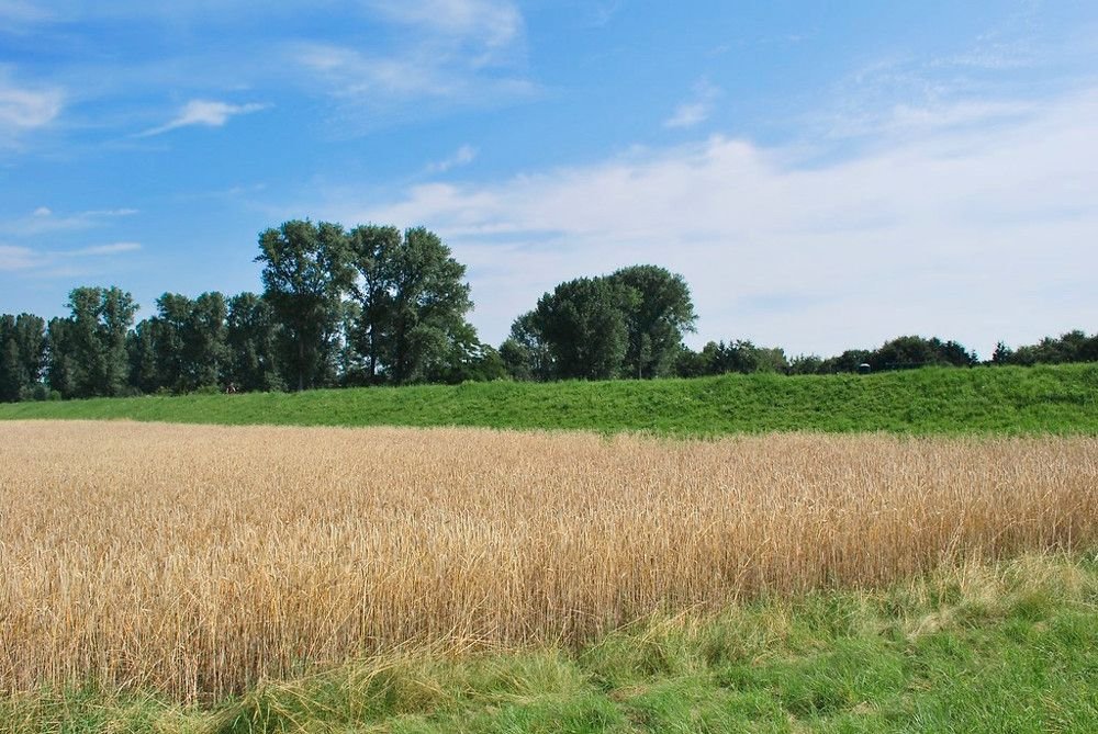 Bild 4: *Offene Beratung am Sonntag, den 07.04., von 11 - 11.30 Uhr, Georg-Zapf-Straße 2a in 51061 Köln*