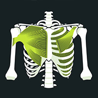 Chest Pain And Thorax Pain Causes And Treatment Blackroll