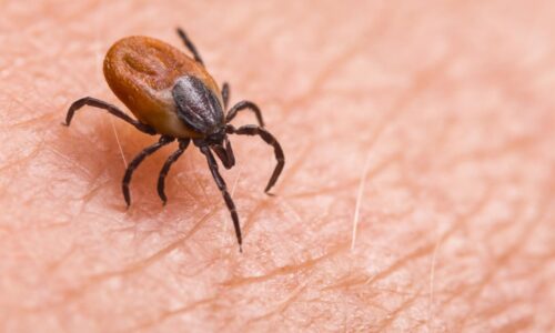 Babesiosis, a tick-borne disease, is on the rise in the Northeast US, CDC warns