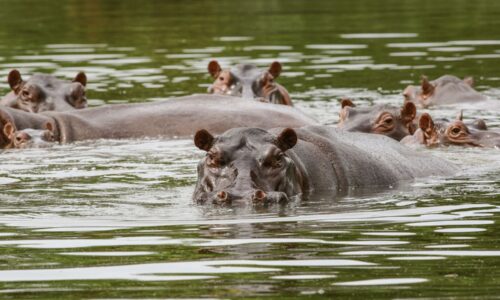 Relocating 70 Pablo Escobar ‘cocaine hippos’ will cost about $3.5 million