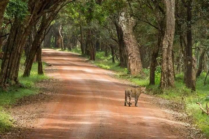 Sri Lankan Wildlife & Nature (Day Trip)