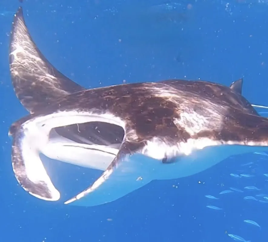 A Manta Ray or Whale Shark Encounter