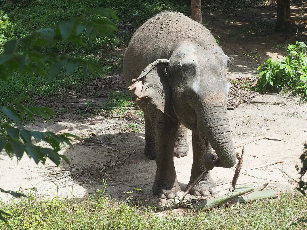 Ethical Elephant Encounters & Rainforest Nature