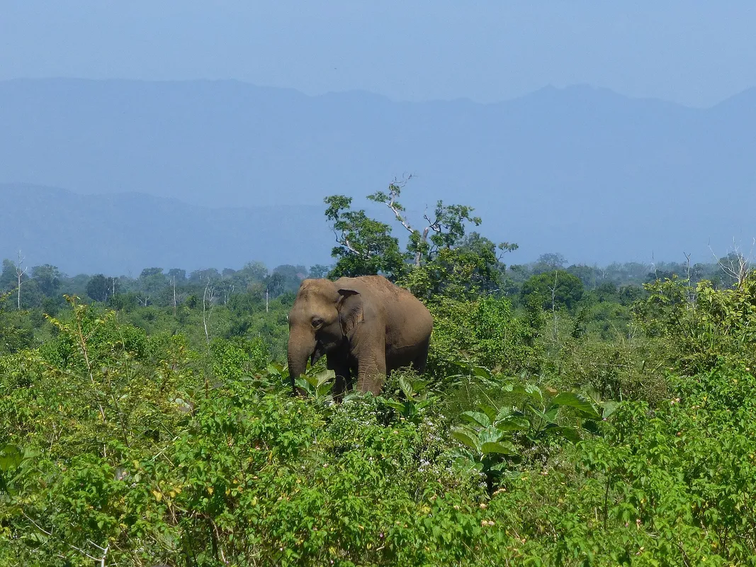 Wildlife Safari Adventures