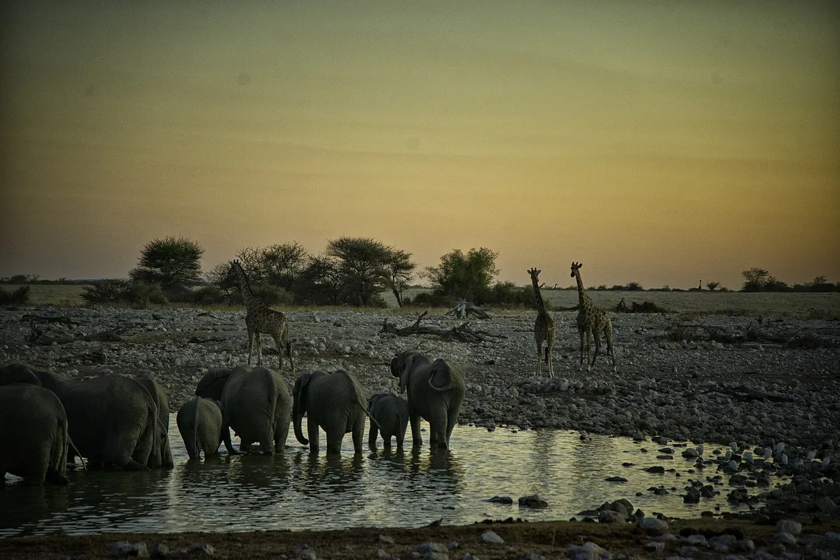 Iconic Wildlife Safari & Game Drives