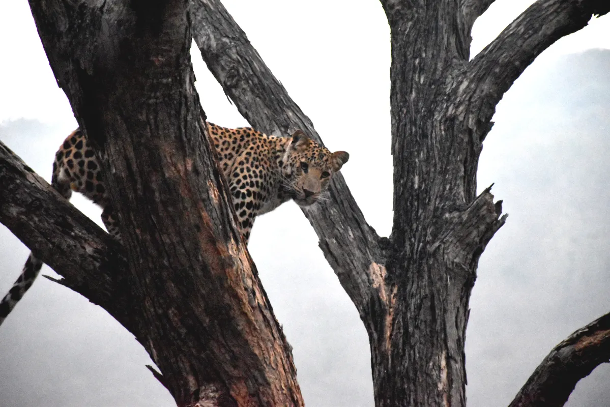A Wildlife Safari in the Aravalli Hills