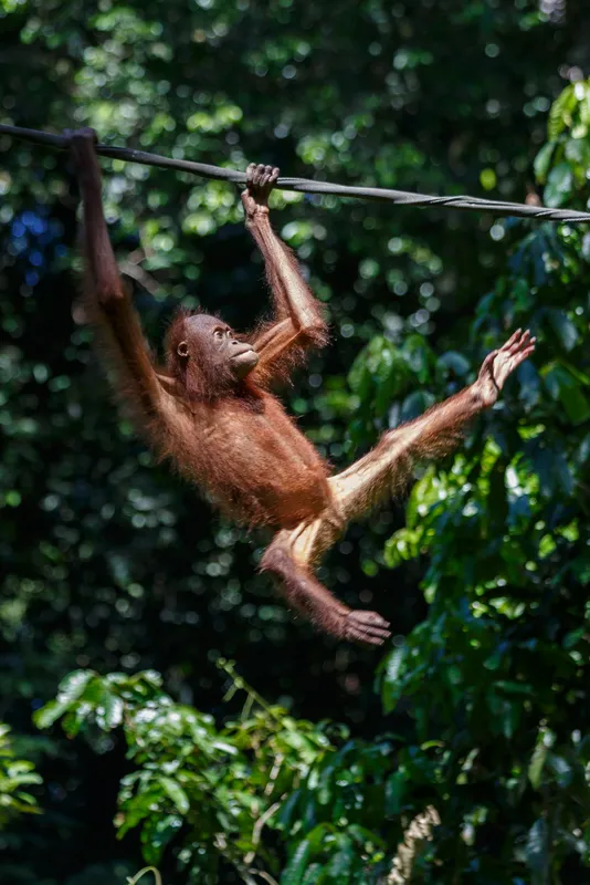 Rainforest Adventures & Wildlife Spotting