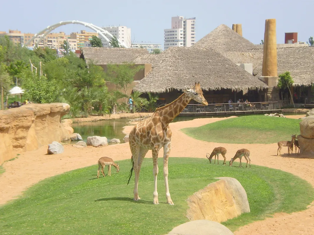 A Safari-Style Zoo Experience