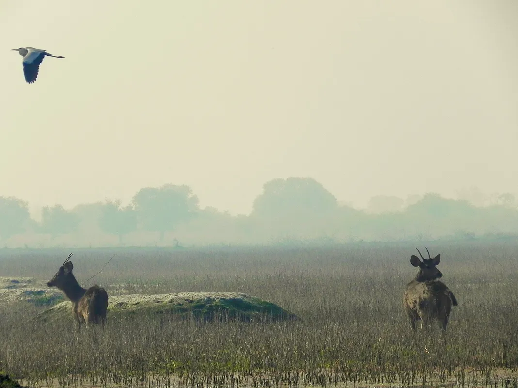 A Day Trip to a Nearby Wildlife & Bird Sanctuary
