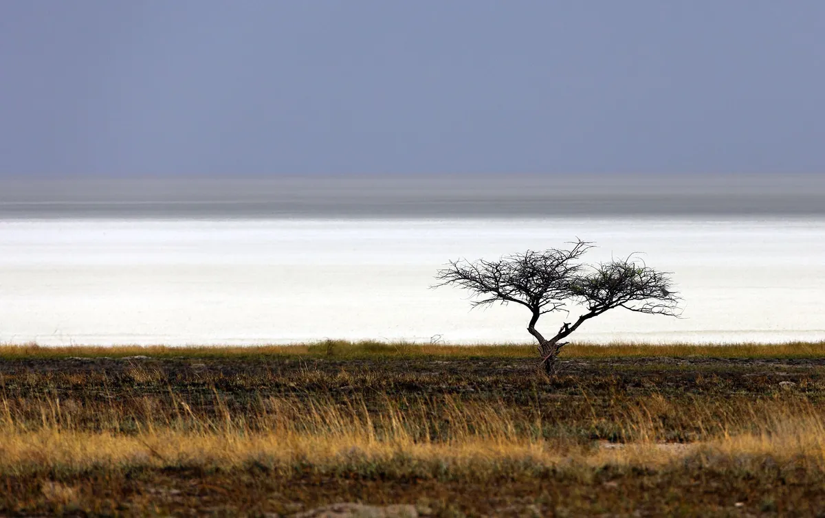 Exploring the Vast Etosha Salt Pan
