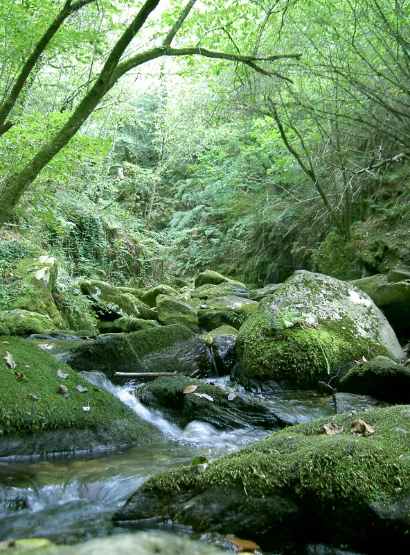 A Scenic River & Forest Trail