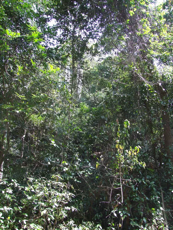 A Forest Nature Walk with Primate Spotting