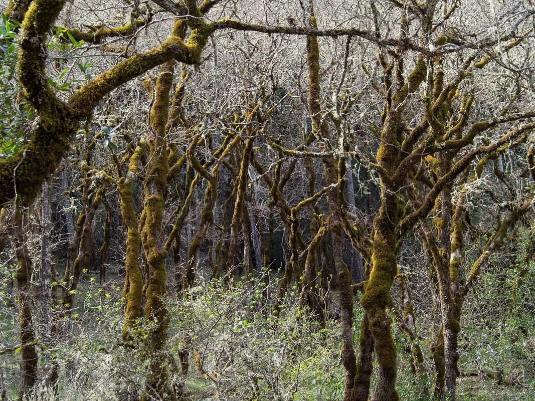 A Scenic Nature Hike