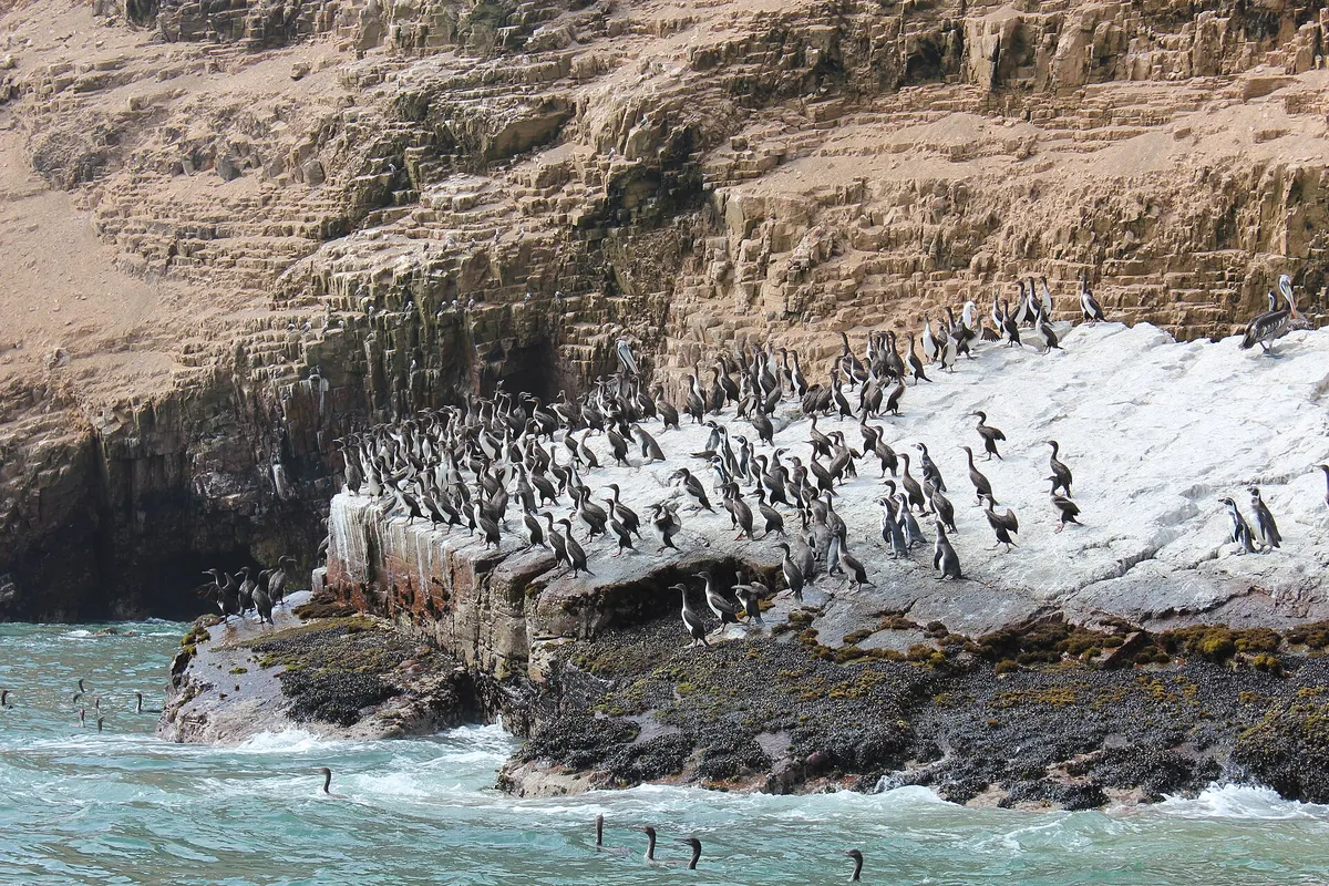 A Pacific Coast Wildlife Cruise