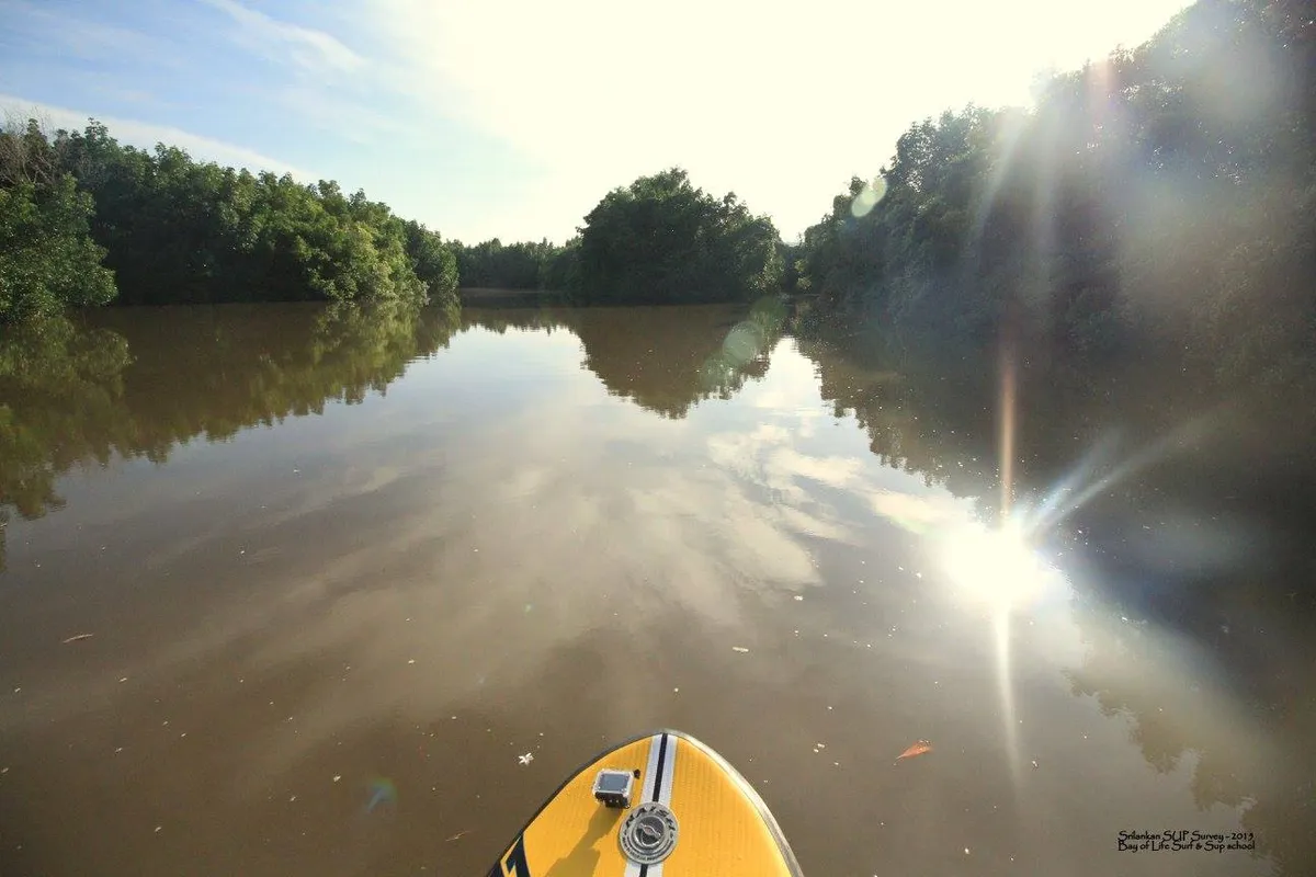A Serene Mangrove River Safari