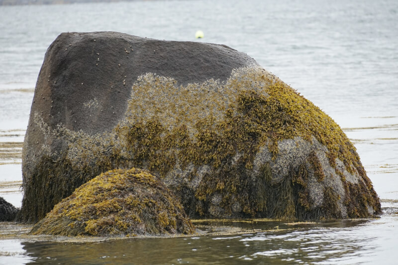 Elephant Rock