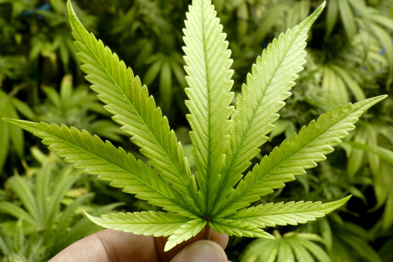7pass, Polymath Announce First Private Security Token For Cannabis Market