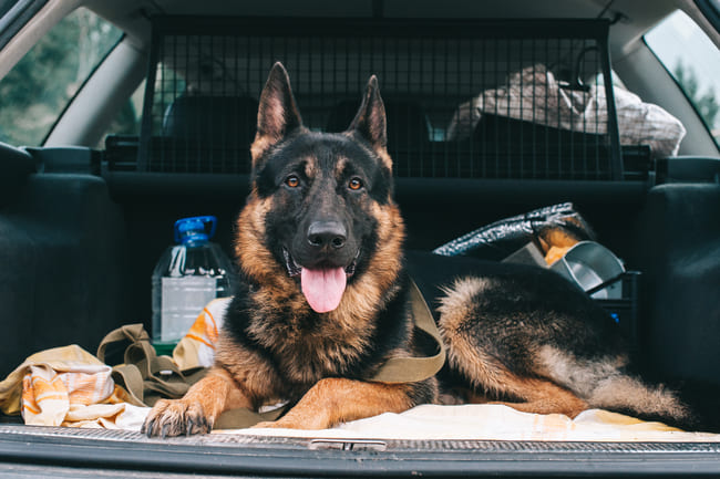 Cómo transportar a tu perro en coche - Motor Munich