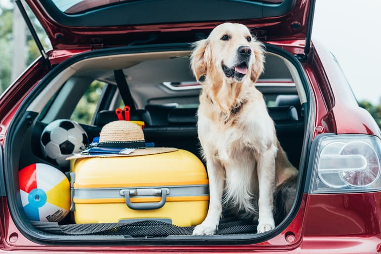 Сómo llevar a un perro en el coche: reglas de seguridad