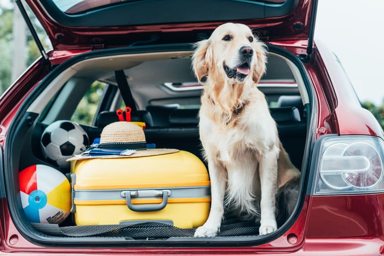 Hunde im Auto transportieren: Das müssen Hundehalter wissen