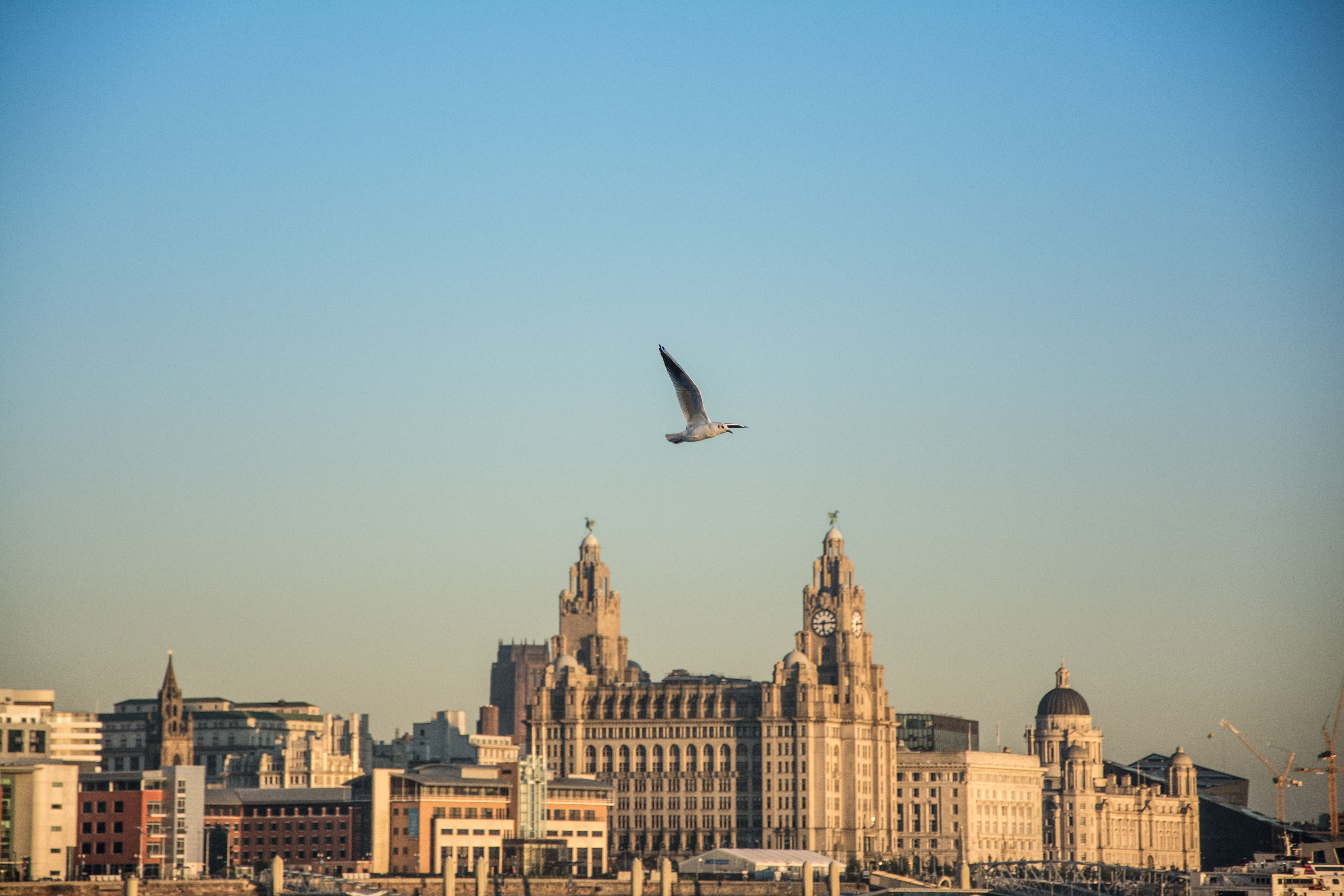 A bird flying with many buildings of a city in the background