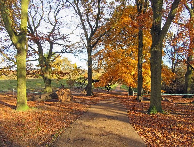 Trees shed their leaves in autumn in a park.jpg