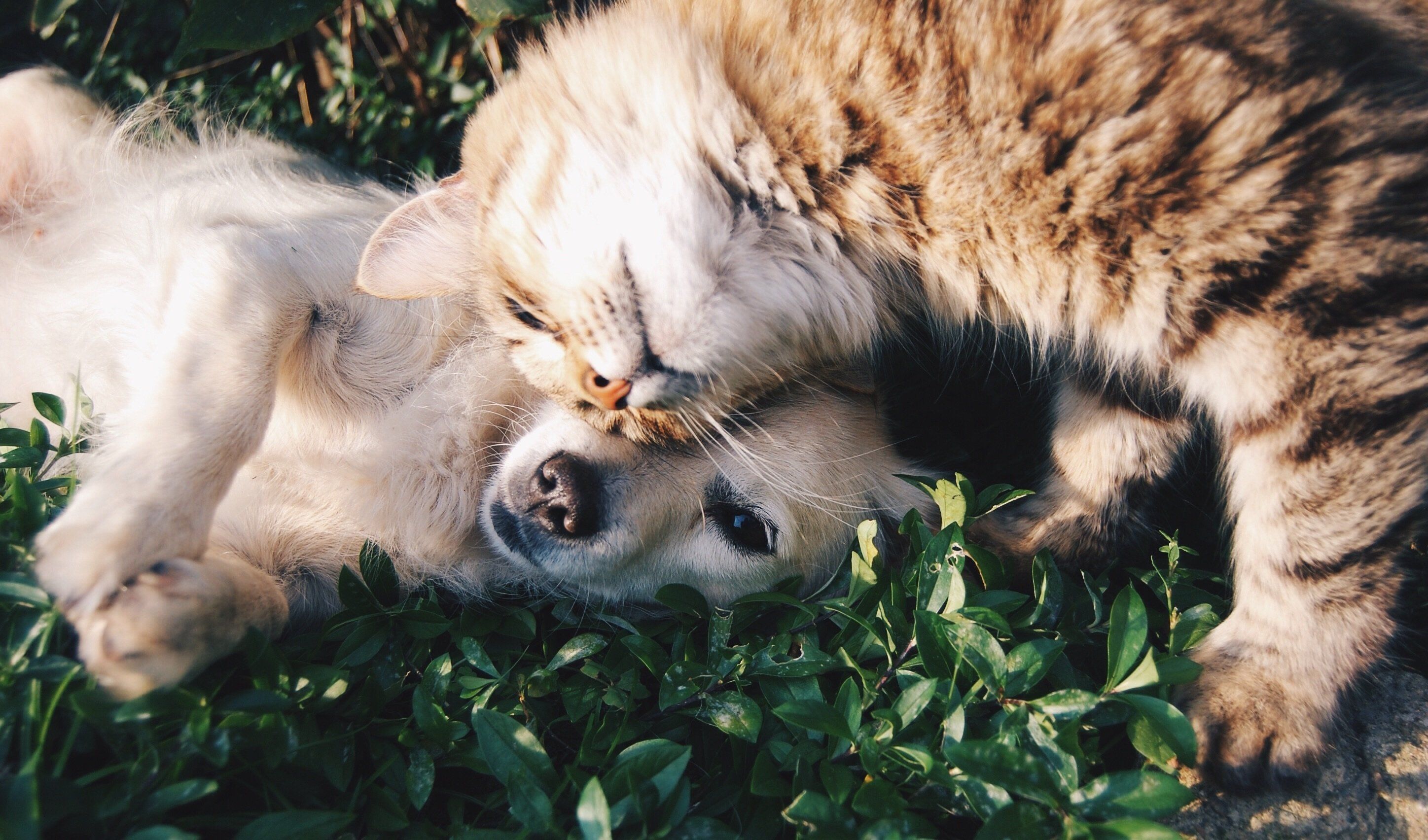 A white dog lying on the ground in a garden, cuddled by a brown cat.