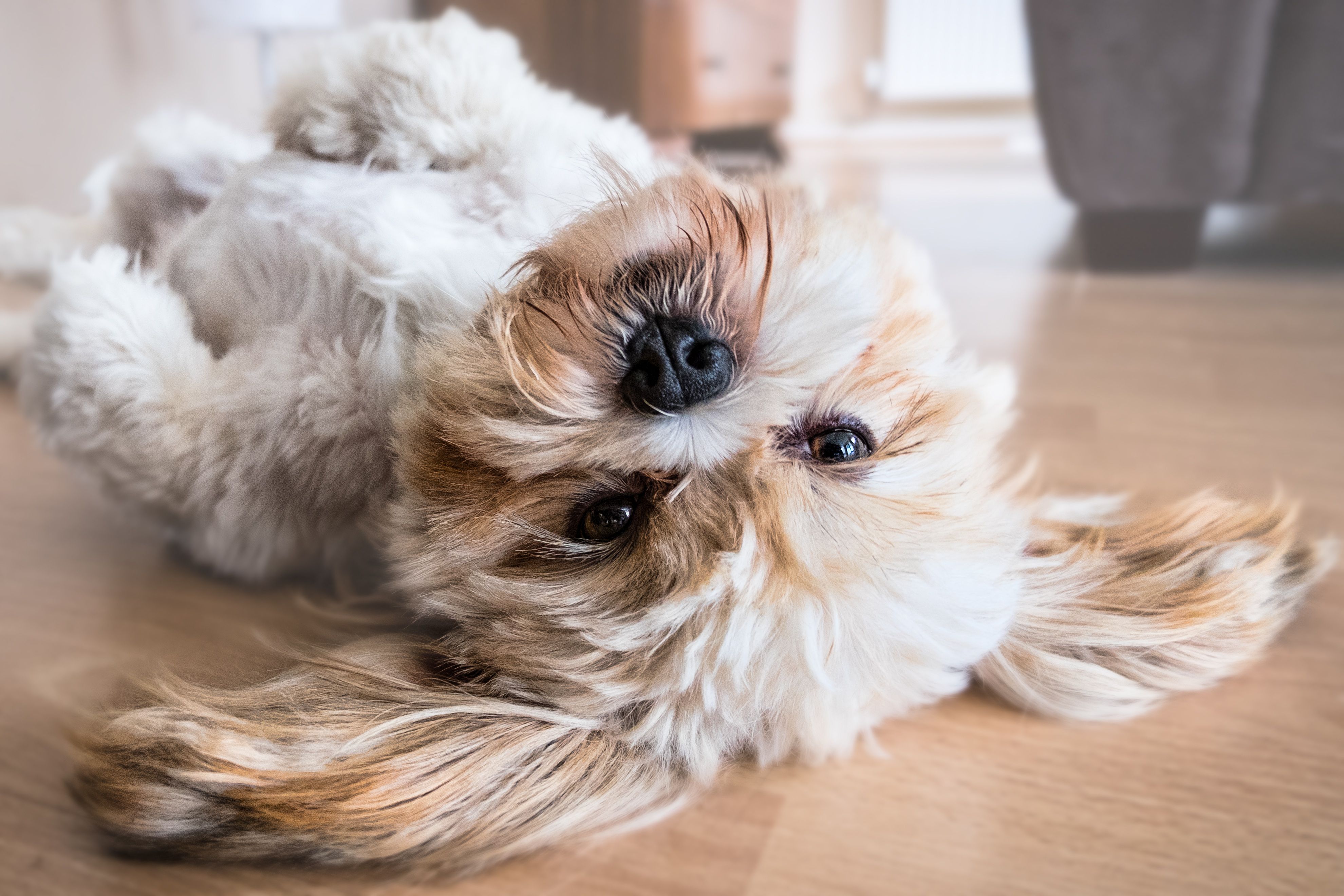 A cute white Havanese dog rolling on the wooden floor of a new home, opening his big eyes to look at his owner.