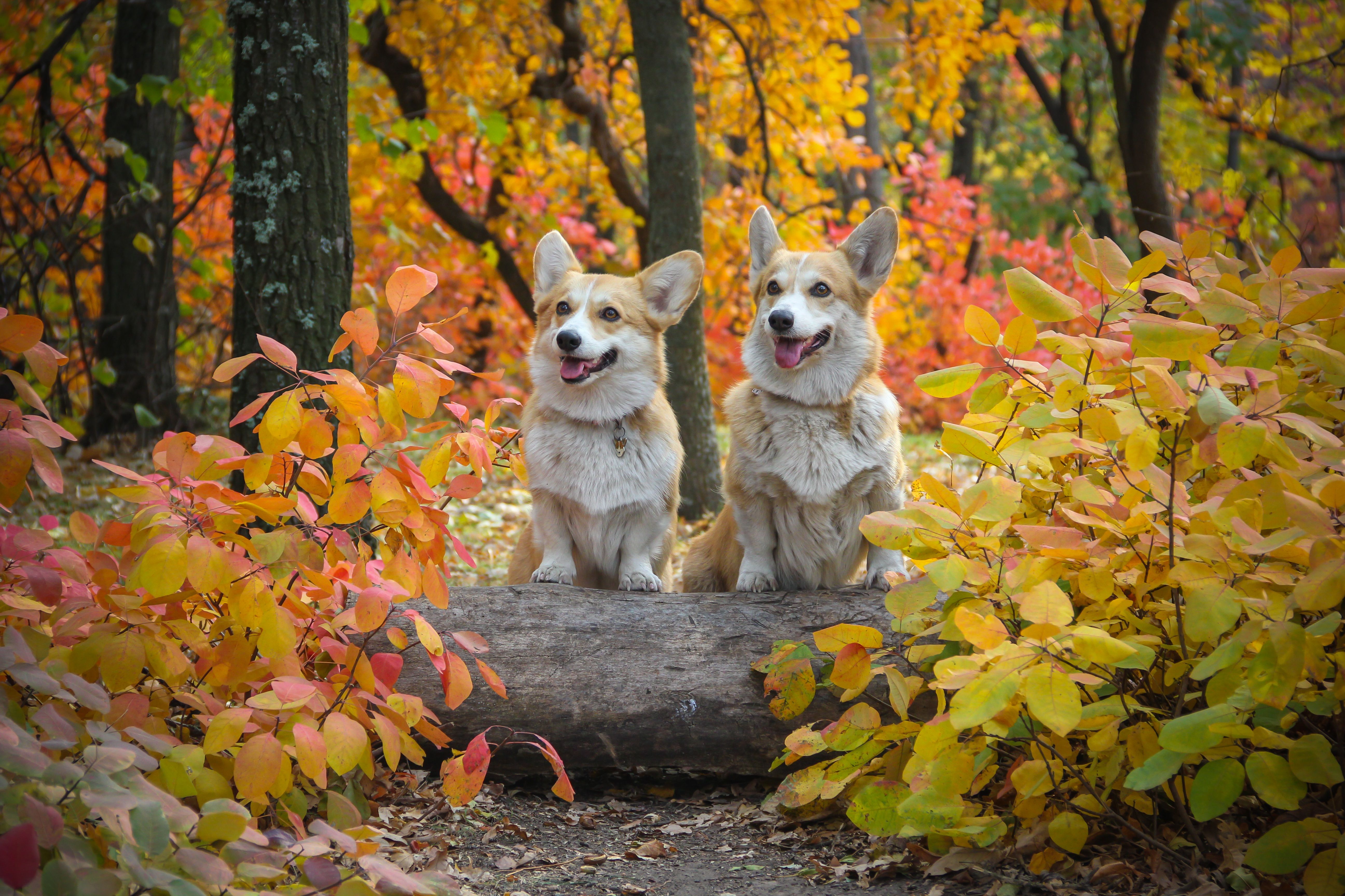 2 corgi dogs sitting on a tree log, surrounded by red and yellow tree leaves as autumn is coming.