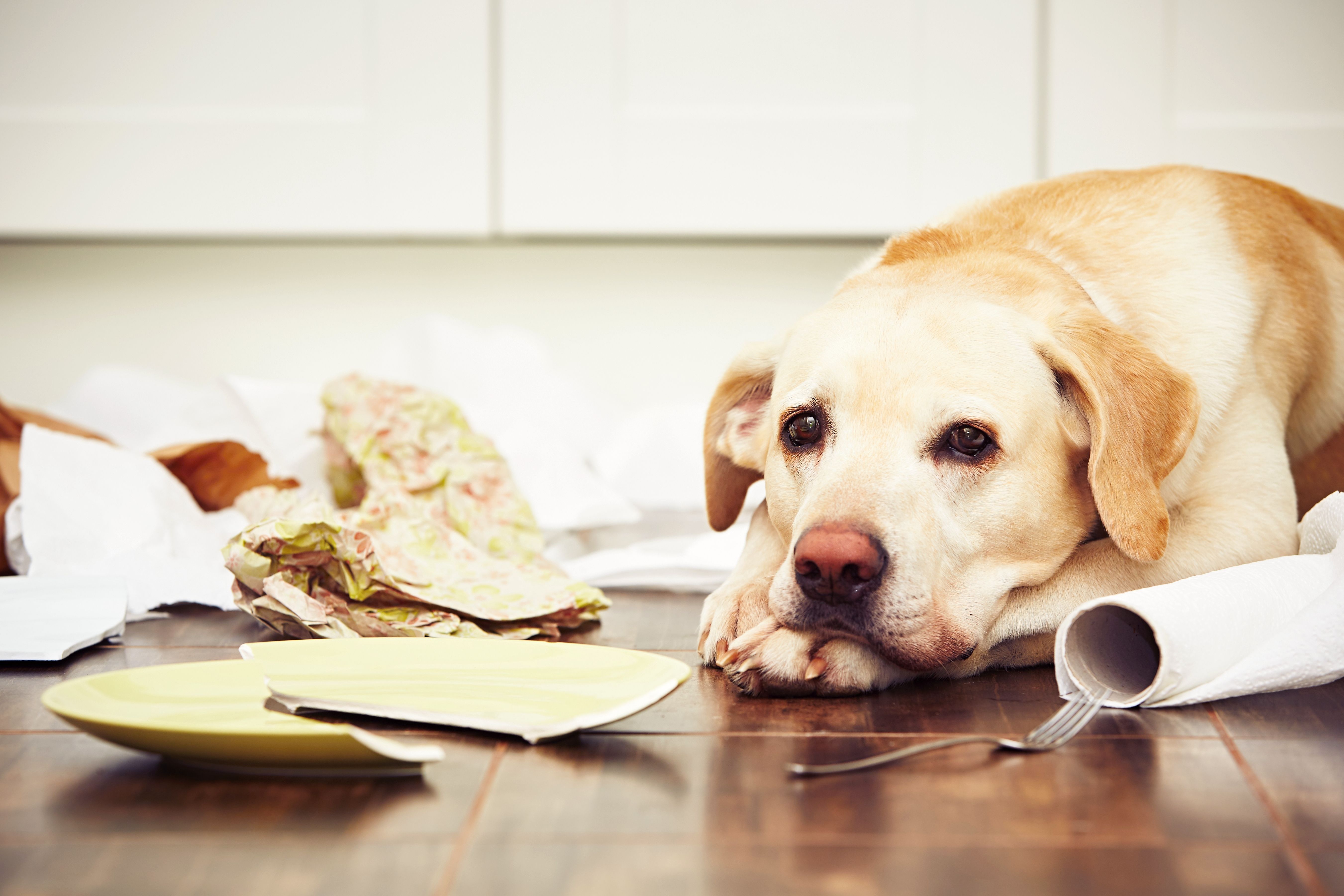 An upset dog lying on the floor, staring at the plate it broke in a Build To Rent apartment