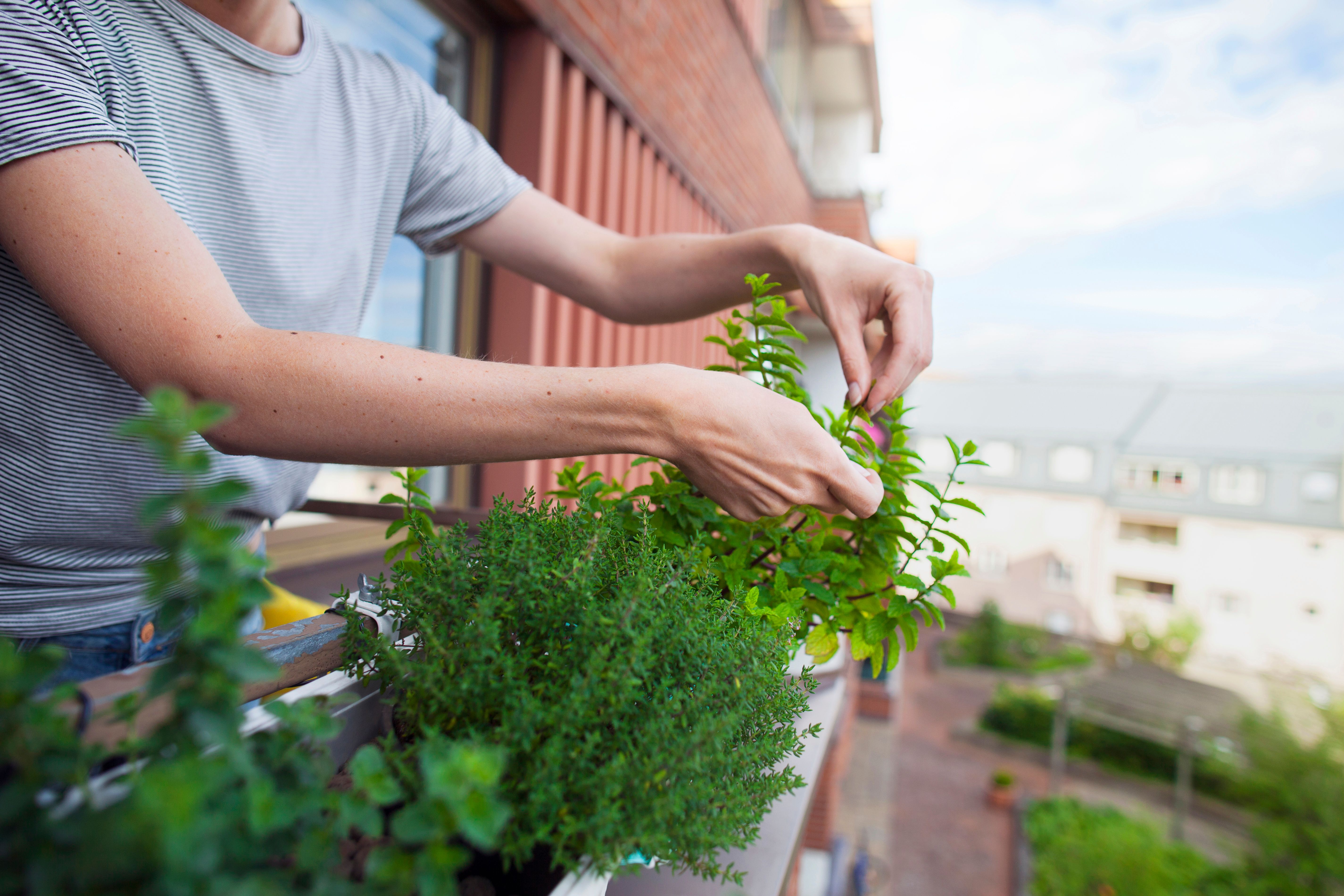 A female tenant checking her home-grown herbs and plants in the north-facing balcony of a Build To Rent development.