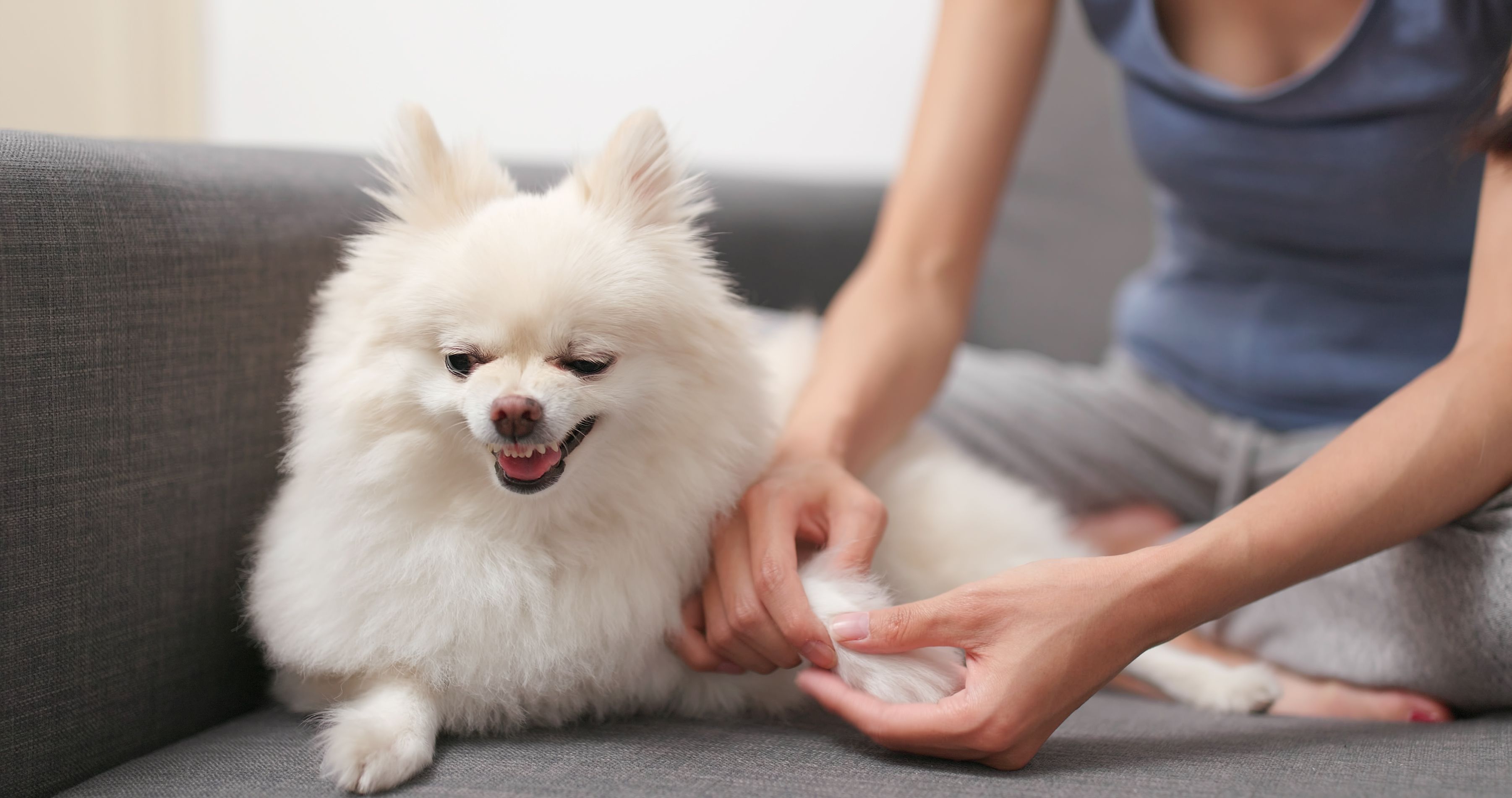 A tenant taking care of her white hair dog in their pet-friendly Build To Rent apartment.