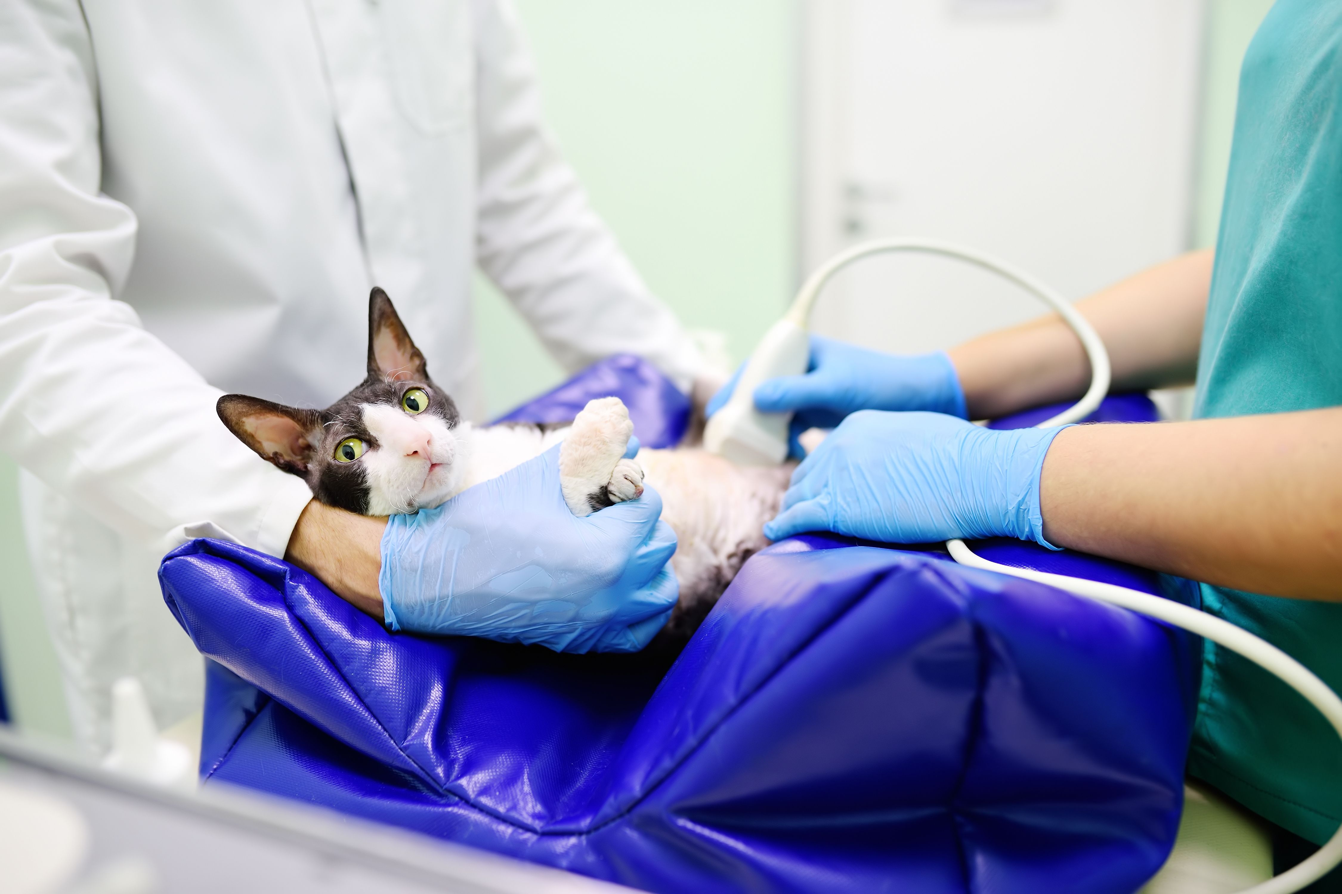 An illed cat receiving treatment from vets, thanks to his owner's pet insurance policy.