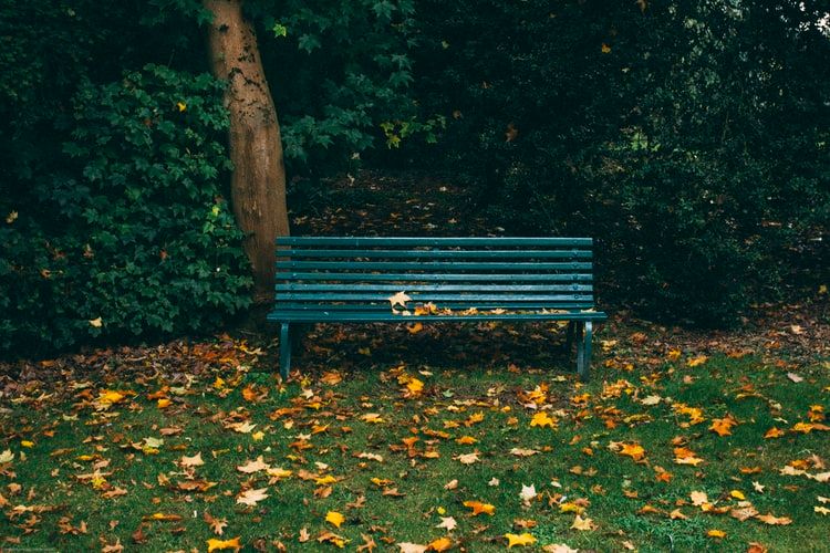 Green wood bench and autumn leaves on the grass-covered field in a park