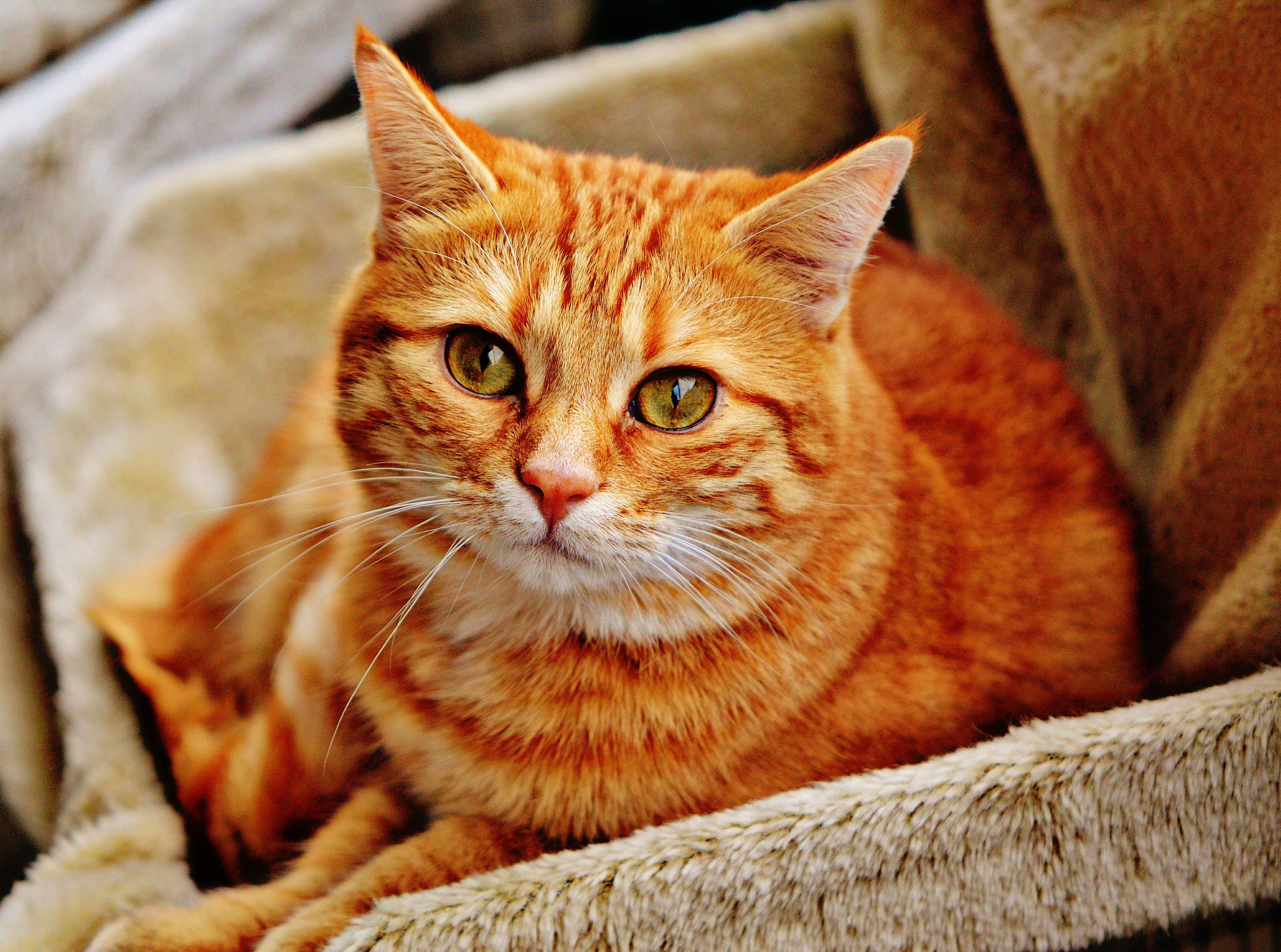 A red chubby cat looking at his owner with big cute innocent eyes.