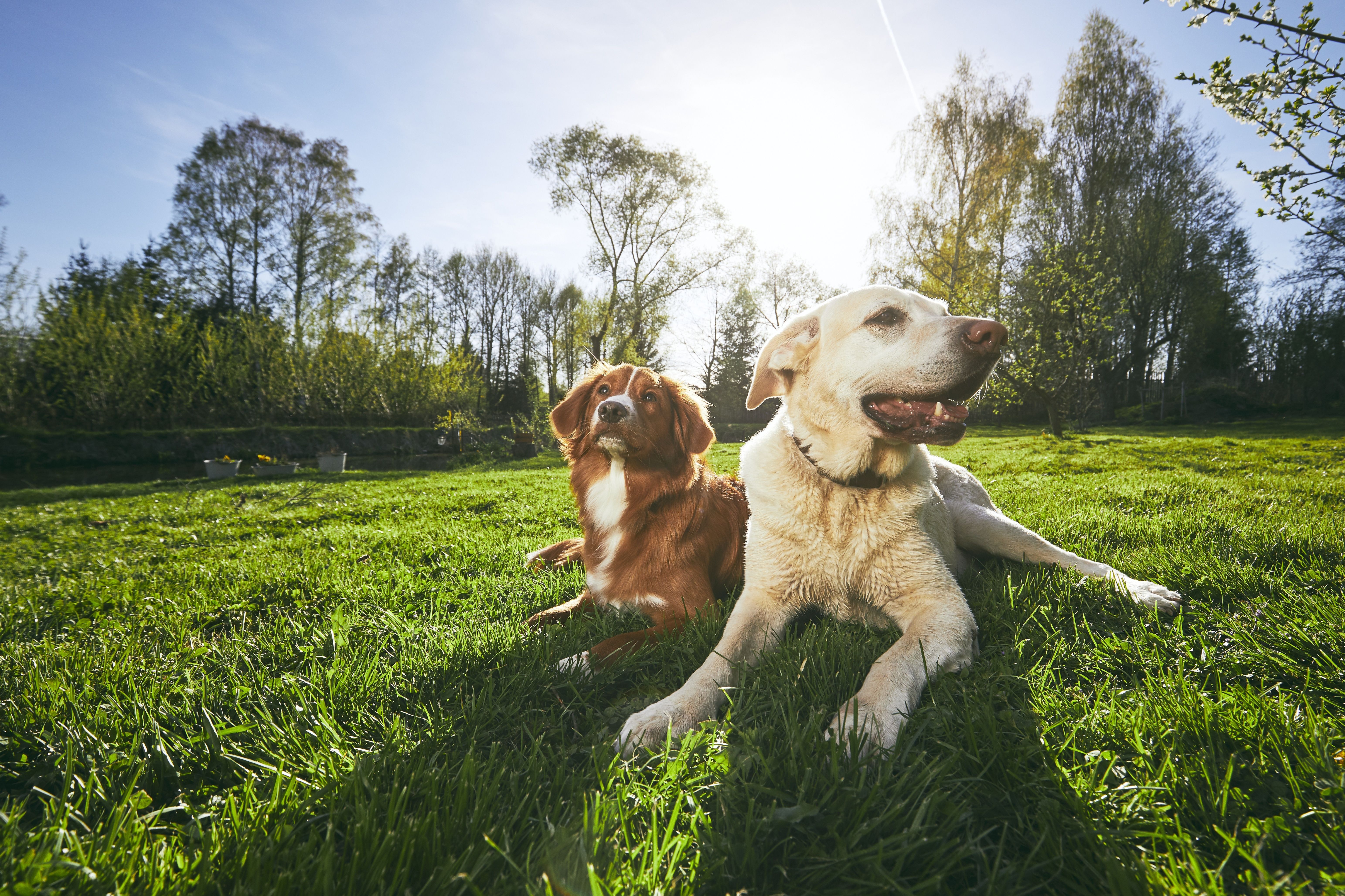 two friendly dogs in nature.jpg