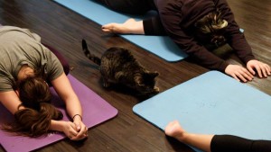 http://i2.cdn.cnn.com/cnnnext/dam/assets/170324112651-away-nyc-cat-yoga-super-169.jpg