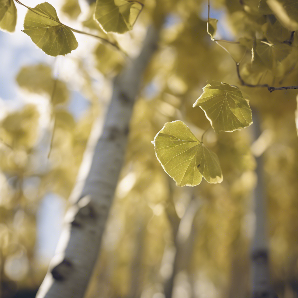 Aspen Tree (Populus tremuloides)