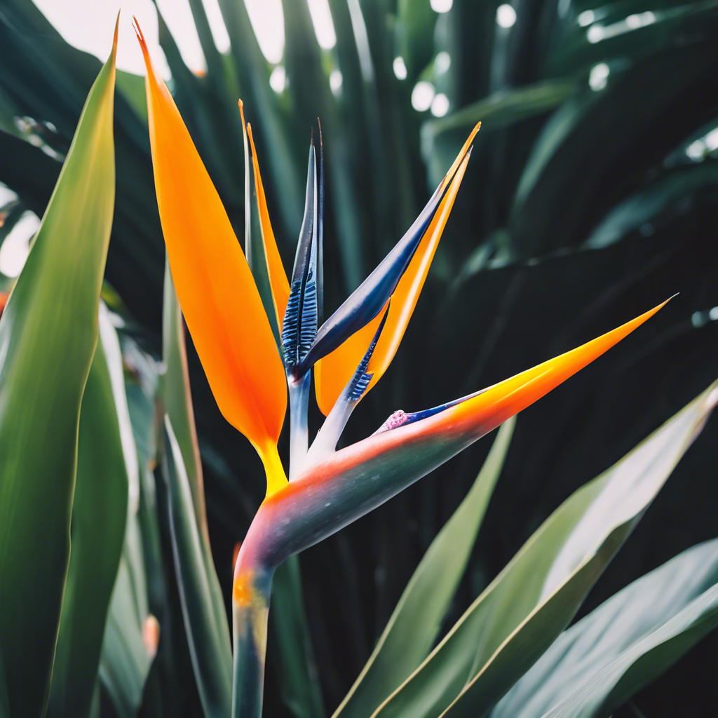 Bird of Paradise (Strelitzia reginae)