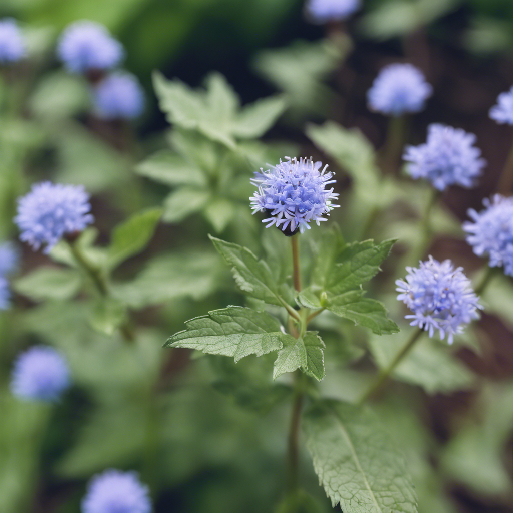 Blue Mistflower (Conoclinium coelestinum)