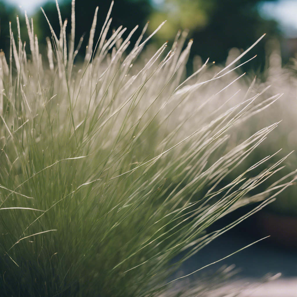 Mexican Feathergrass (Nassella tenuissima)