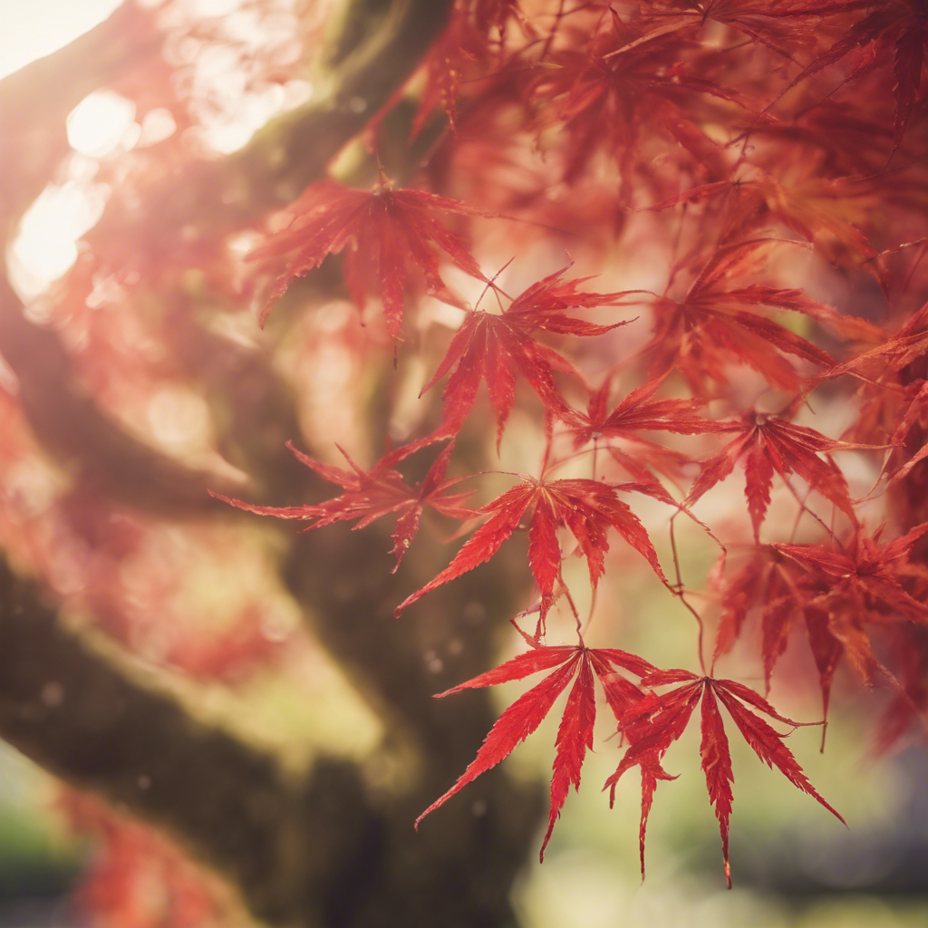 Japanese Maple (Acer palmatum)