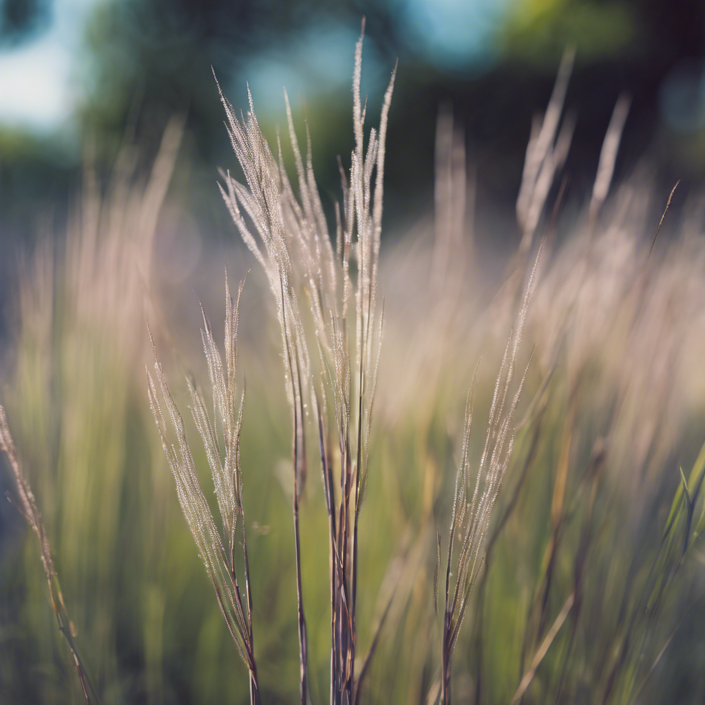 Little Bluestem (Schizachyrium scoparium)