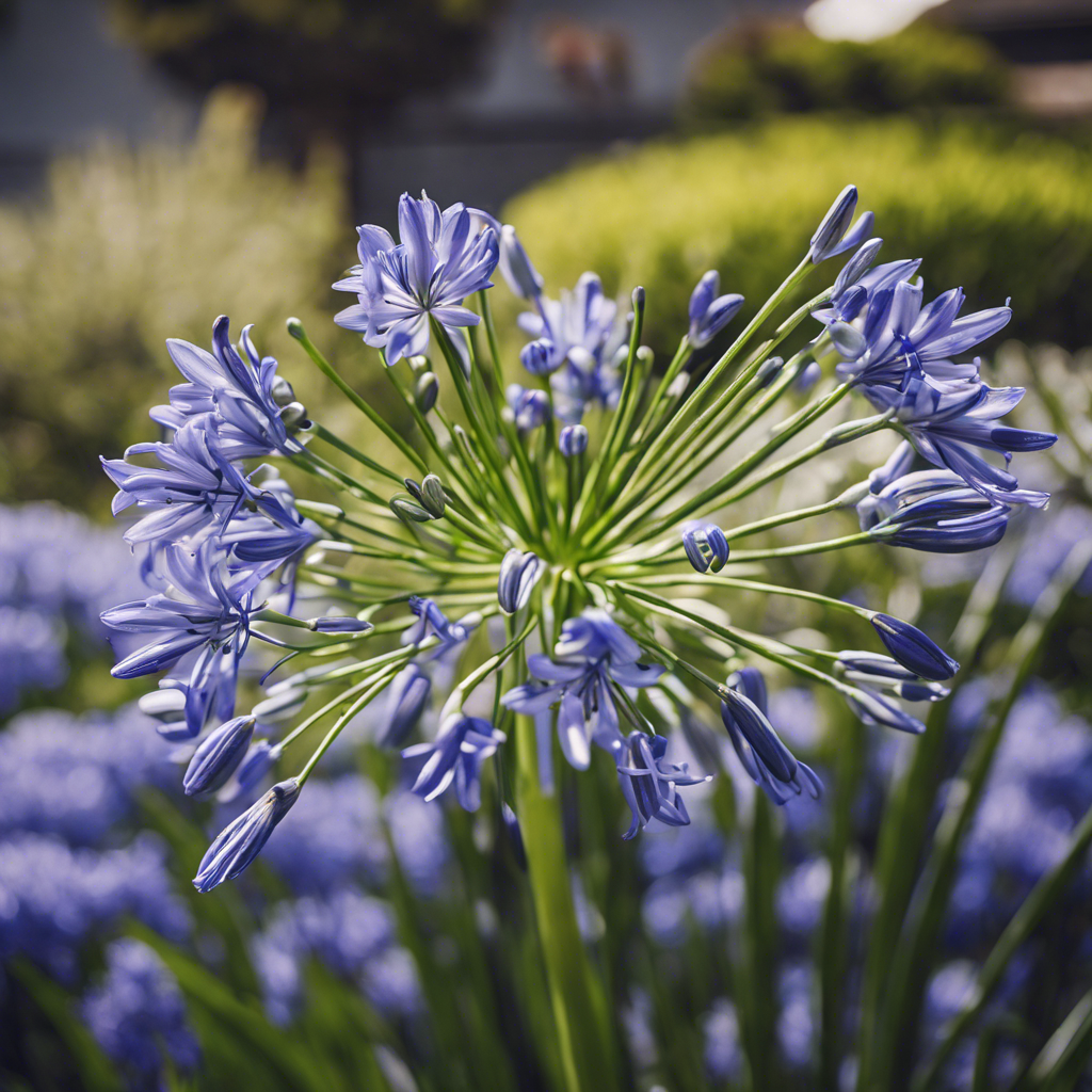 Agapanthus (Agapanthus africanus)