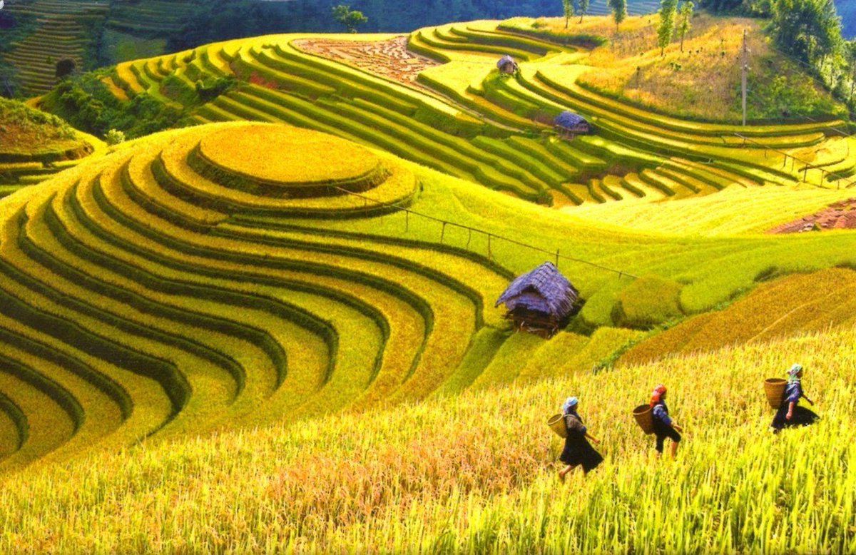 Mùa Lúa chín ở SaPa