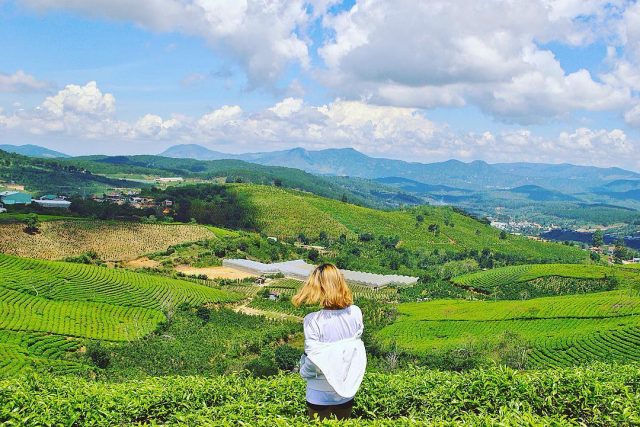 Địa điểm du lịch Đà Lạt: Đồi chè Cầu Đất